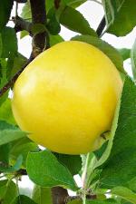 Pristine - Apple Varieties list a - z  